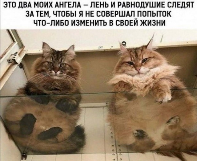 Картинки и мемы для настроения