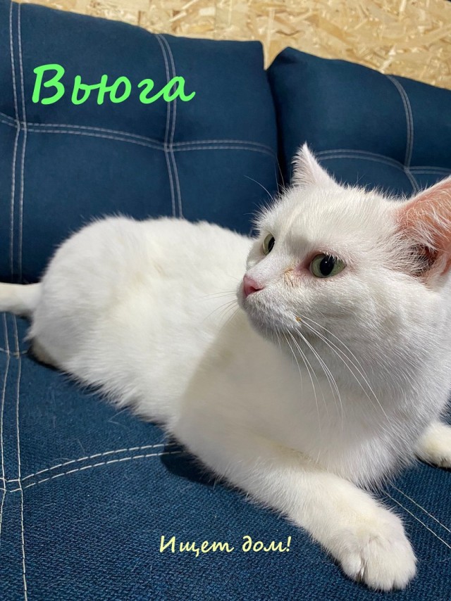 Жизнь домашнего приюта "Котоленд" 321