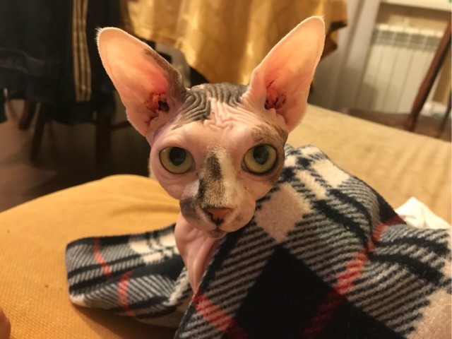 Господа и дамы ЯПа! Котовторник у нас начался! Отойдите от политоты и давайте котиков побольше!