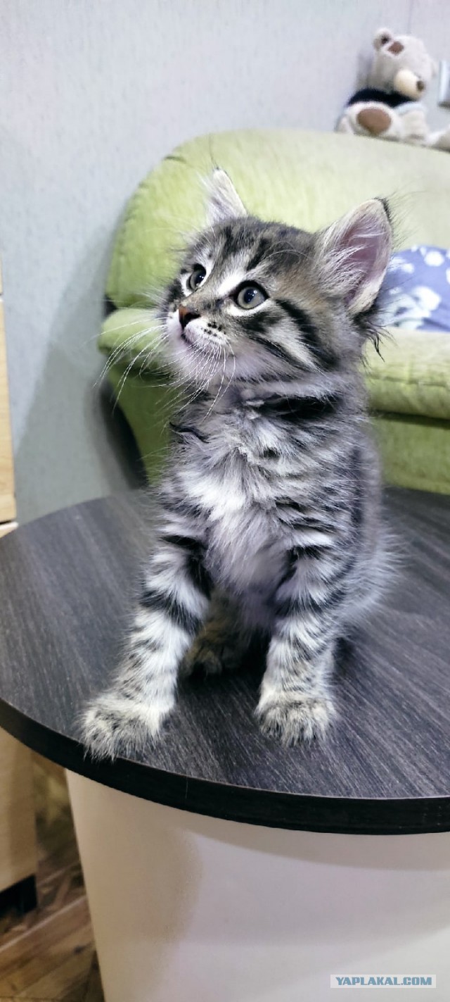 Котовторник вроде.