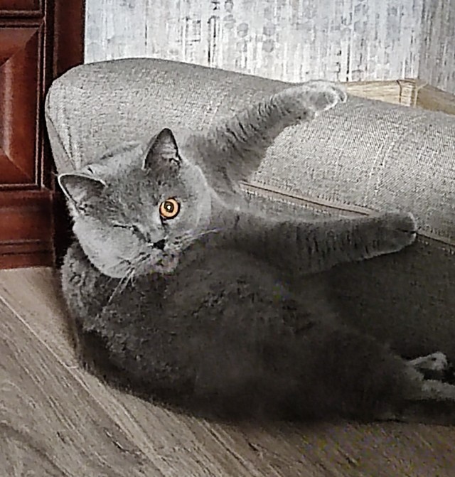 А у вас есть домашние питомцы с особенностями?