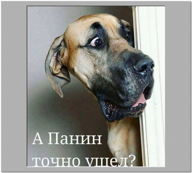 Вообще-то, мне гораздо больше хотелось бы иметь собаку, чем жену. (Малыш)