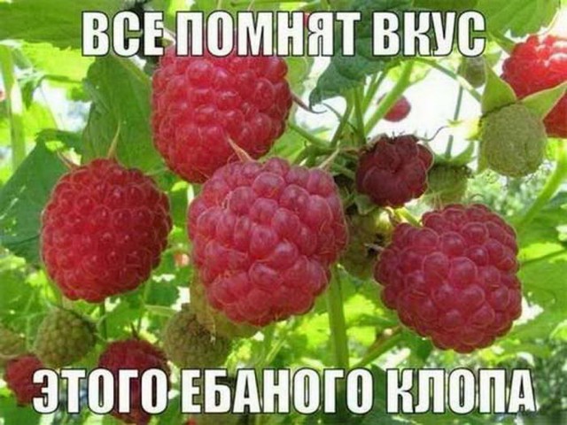 50 оттенков серого! Или самосвал баянов