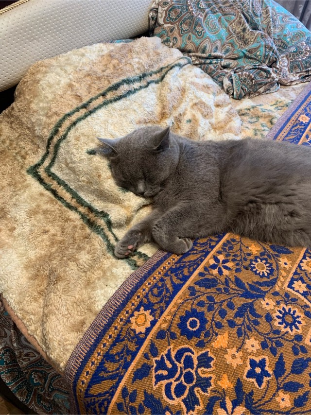 А как спит ваш кошачий?