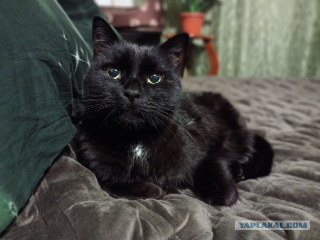 Начну котовторник чуть раньше!