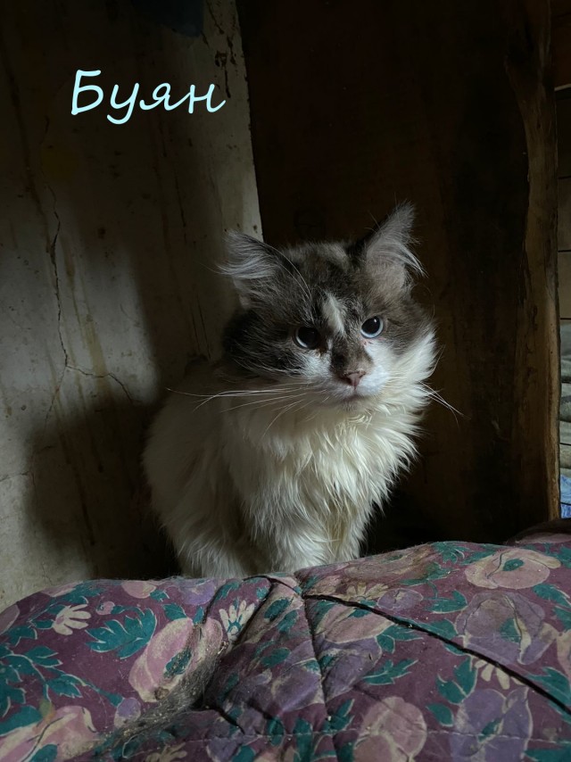 Жизнь домашнего приюта "Котоленд" 374