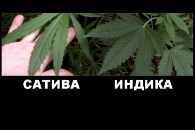 Вырасту и убью