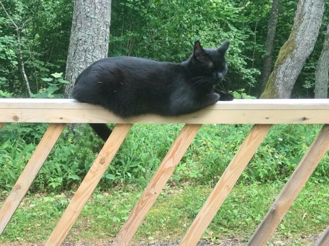 Не прошёл мимо котёнка