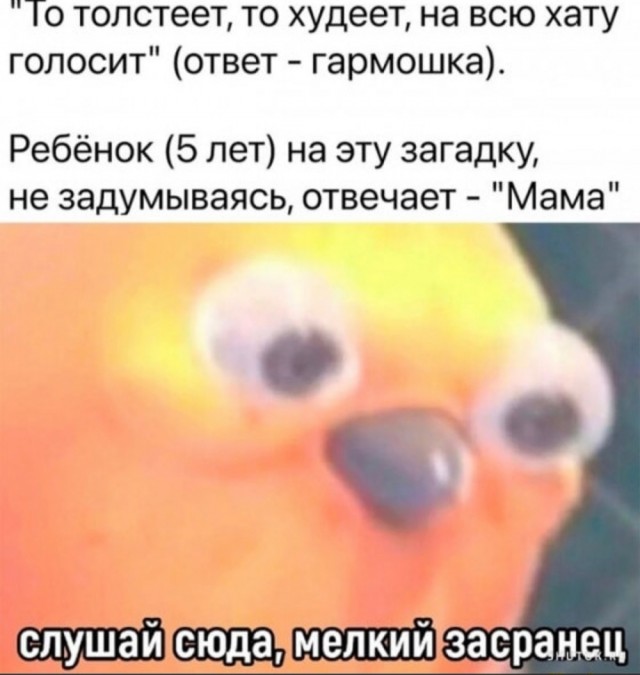 Весёлый полтишок 15.09.23