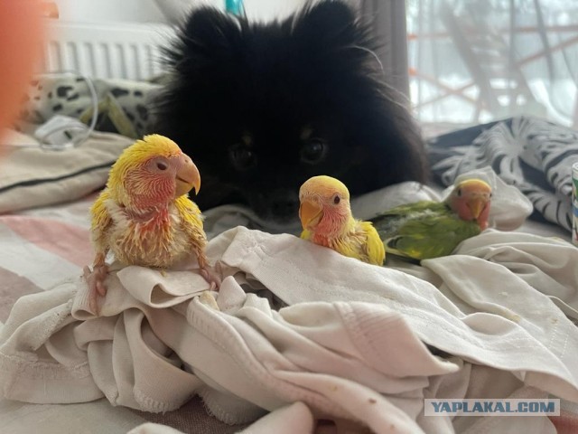 Нагулялиси мы.