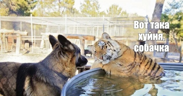 СК: с начала 2024 года в стране в 3 раза выросло кол-во преступлений, совершенных мигрантами