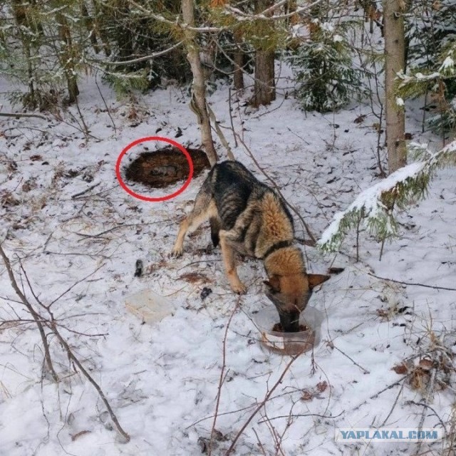 Бросили собаку
