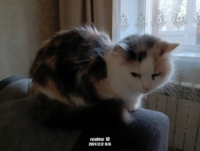 Котовторник 31.12.2024. Последний котовторник года