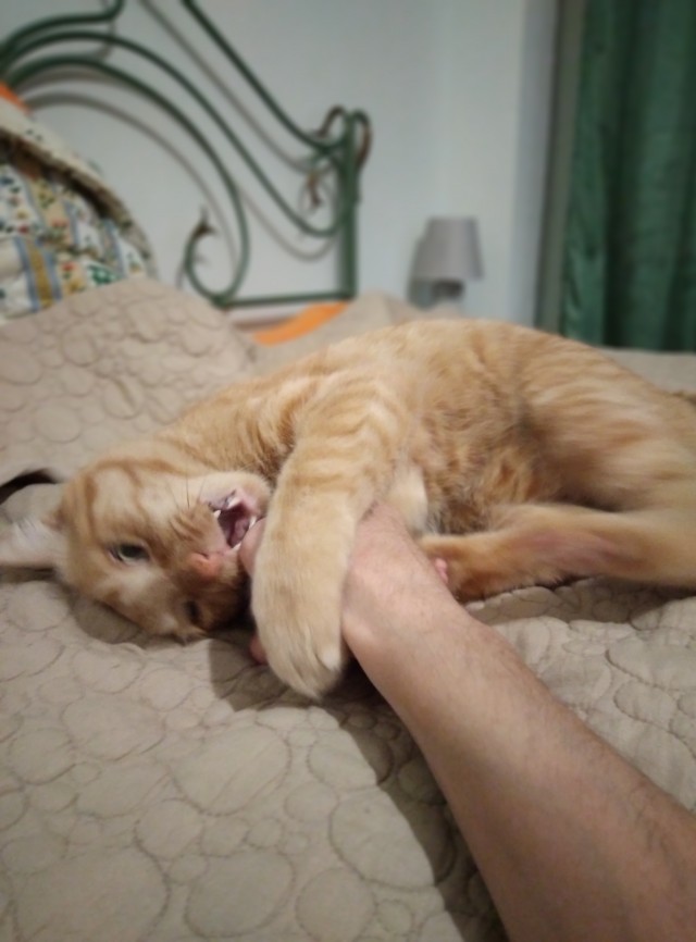 Ну-с, с наступившим староновогодним котовторником
