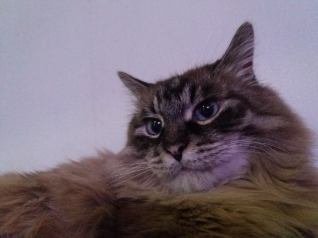 Совпало с котовторником.