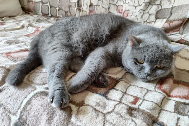 Котовторникссс!)