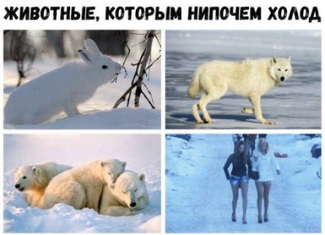 Нуштош 04.07.2025. Обитатели обители теней (s4e2)