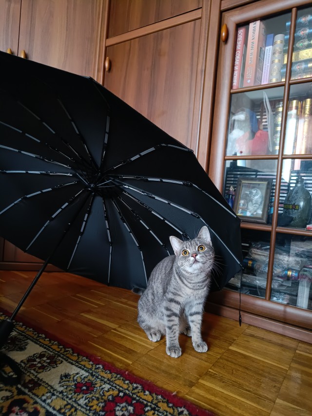 Котики