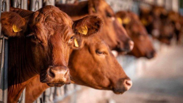 Ковид, Цифровая валюта и прочие радости. III