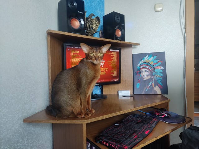Моему коту Тому 2 года
