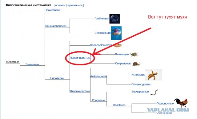 Муха опасная тварь!