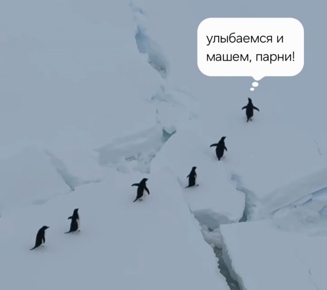 Антарктические пираты пытались захватить судно
