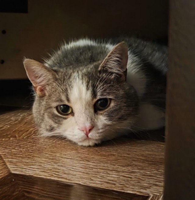 А котовторник уже пришёл?