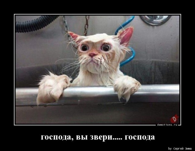 Кот-фу мастер