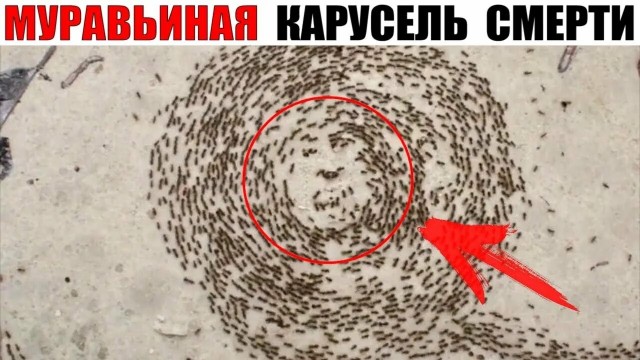 Муравьи в доме!