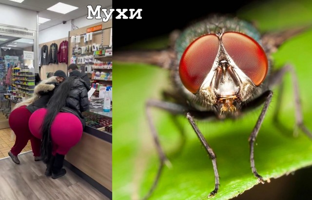 Забавные и не очень скромные картинки - 31