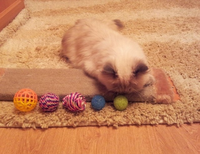 Игрушки для кошек.