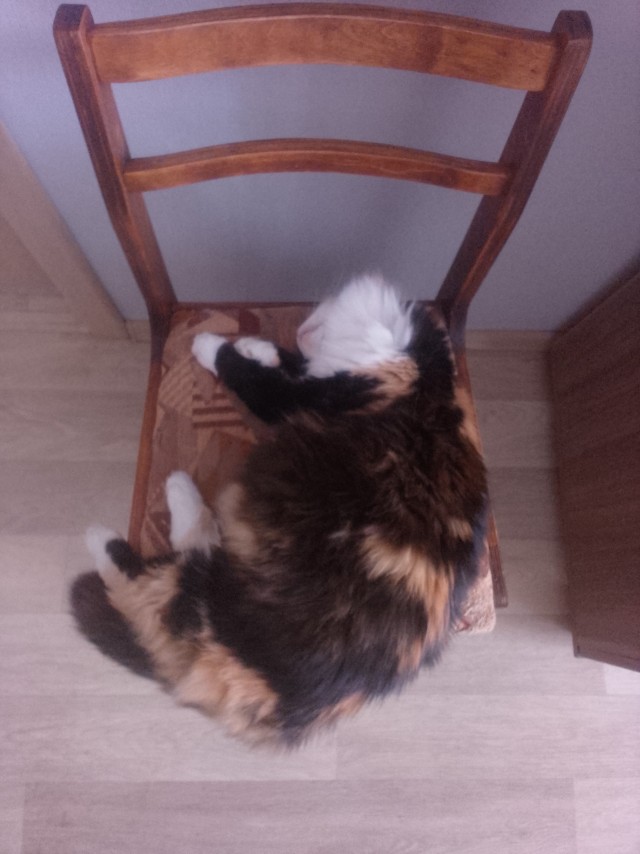 Котское.