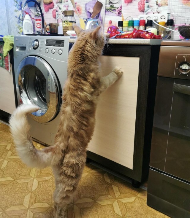 Просто кот