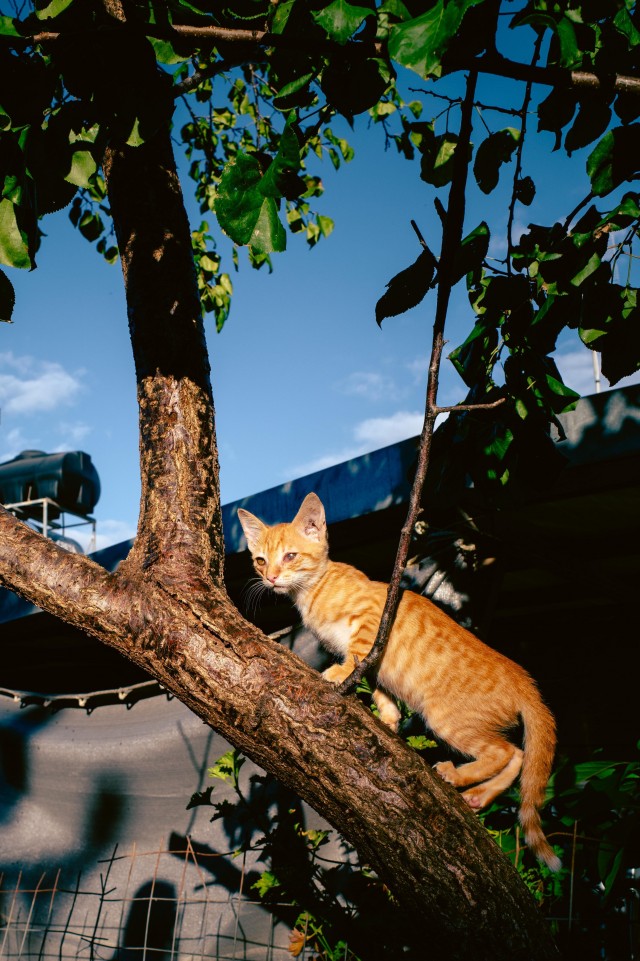 Уличные кошки острова Крит