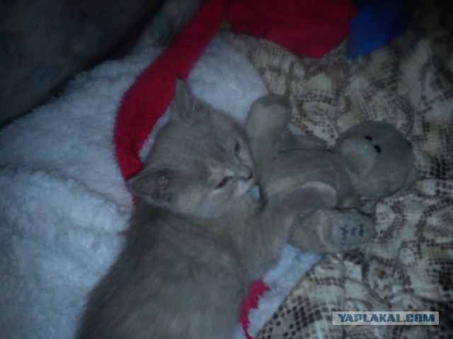 Котовторник   17.12.2013