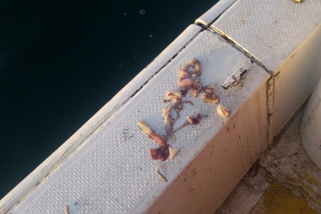 Рыбалка в Персидском заливе