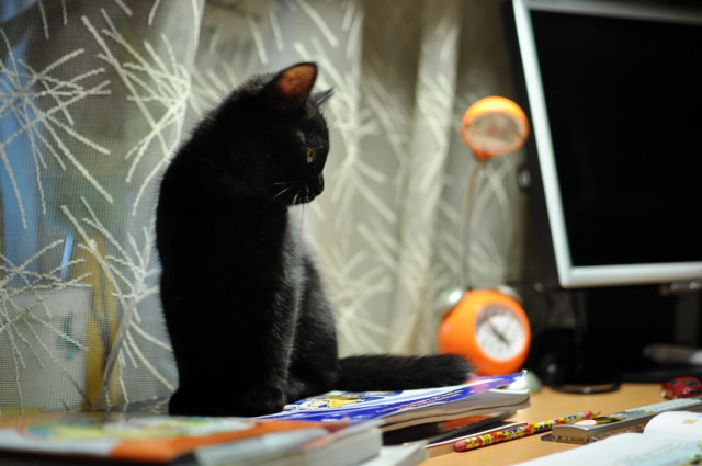 Котовторник 25.02.2014