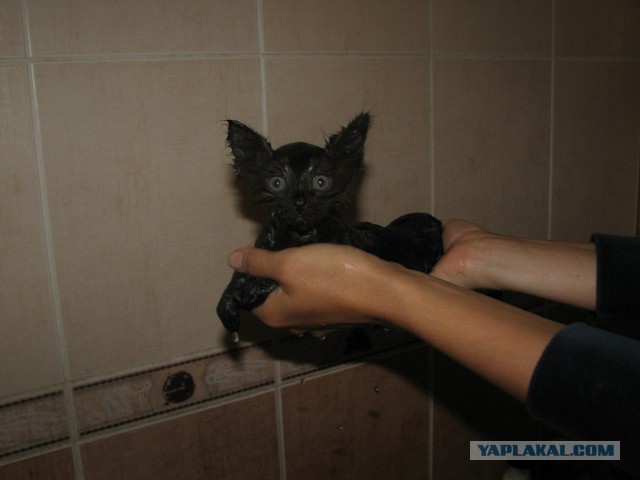 Сегодня мыли котов :3