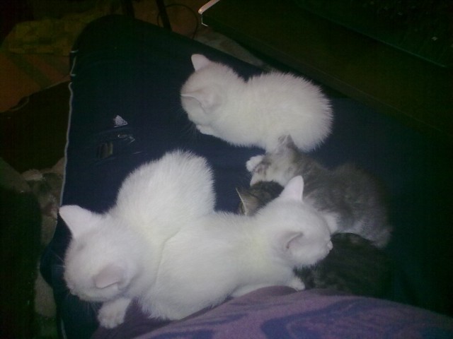 Котовторник 01.04.2014