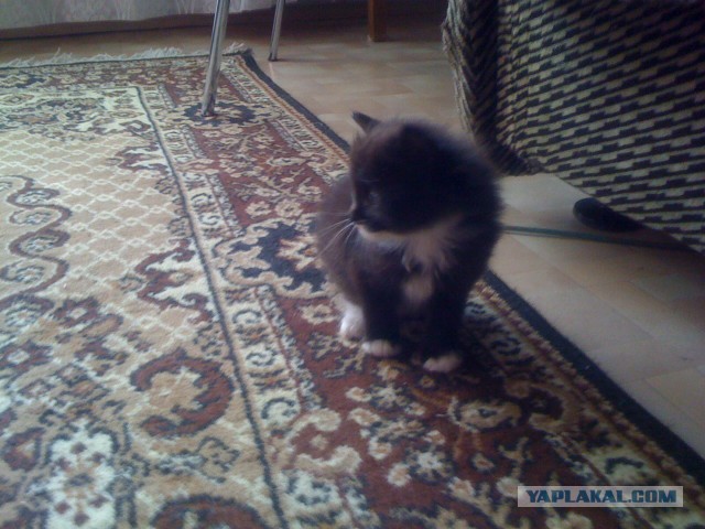 Котовторник  08.04.2014
