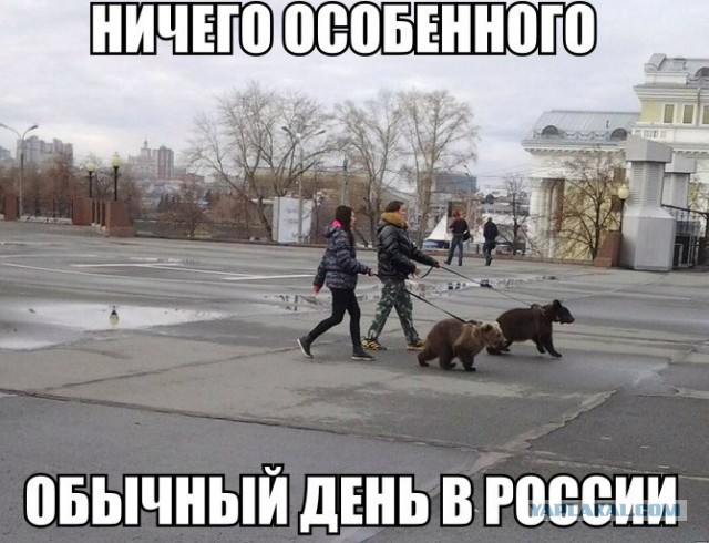 Медведи почти на все случаи жизни
