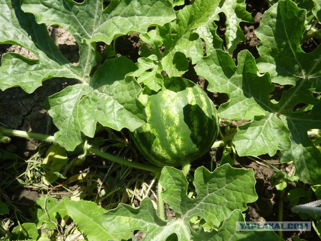 Чем мы бесим Америку и страдальцев по фуагра,