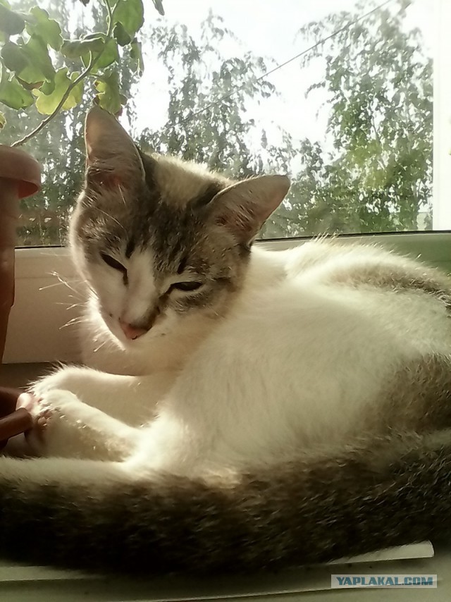 Котовторник 26.08.14.