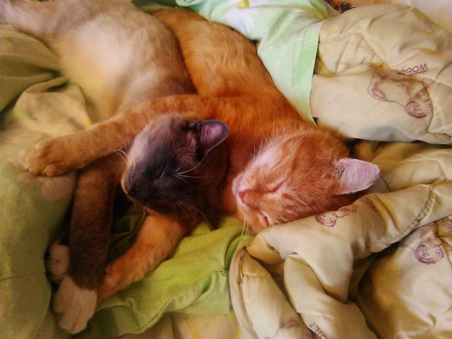 Котовторник 04.11.2014