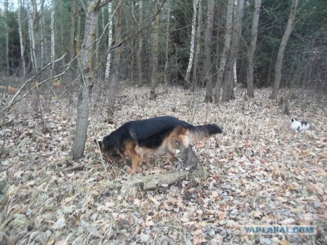 Жизнь домашнего приюта для котеек 34