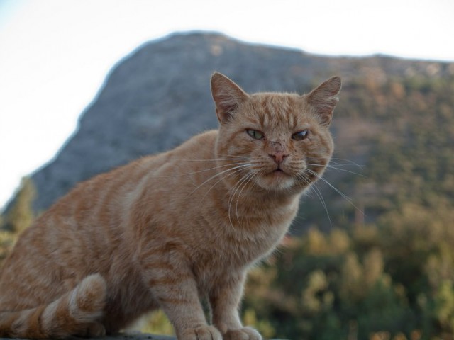 Уличные московские коты в фотографиях