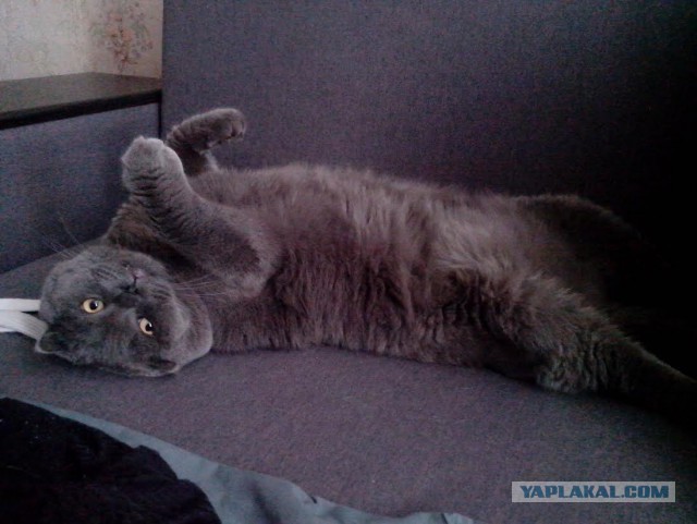 Котовторник