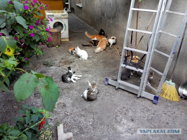 Котовторник 11.08.2015