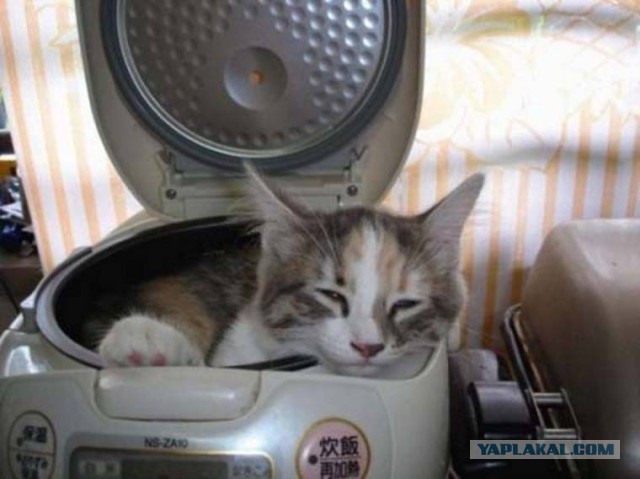 Как спят кошки....