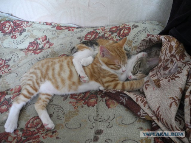 Котовторник 03.11.2015